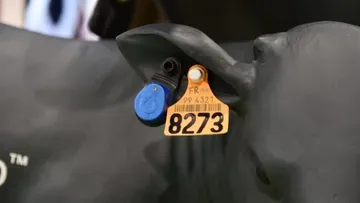 Allflex представил систему контроля здоровья телят с помощью ушного датчика